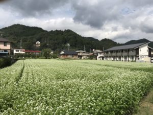 長瀞そばの畑