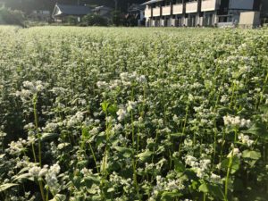 長瀞そば 畑の様子 花