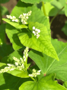 そばの花