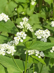 そばの花