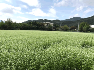 そば畑
