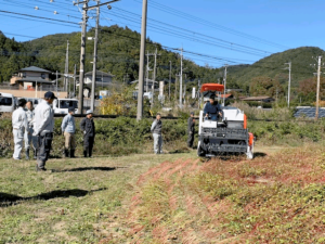 長瀞そば 刈り取り