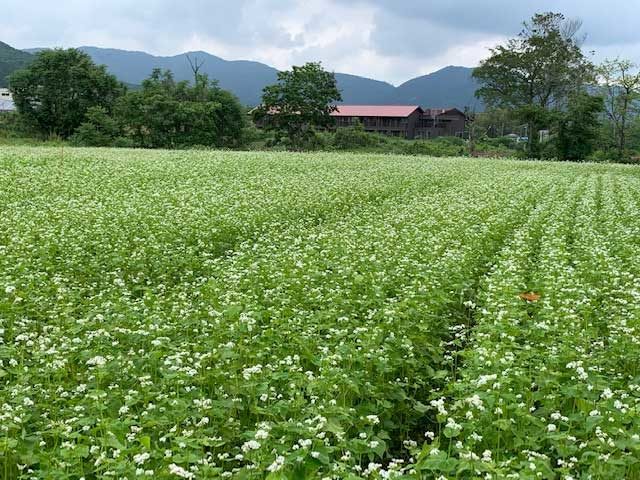 春蕎麦の花が満開 長瀞そば